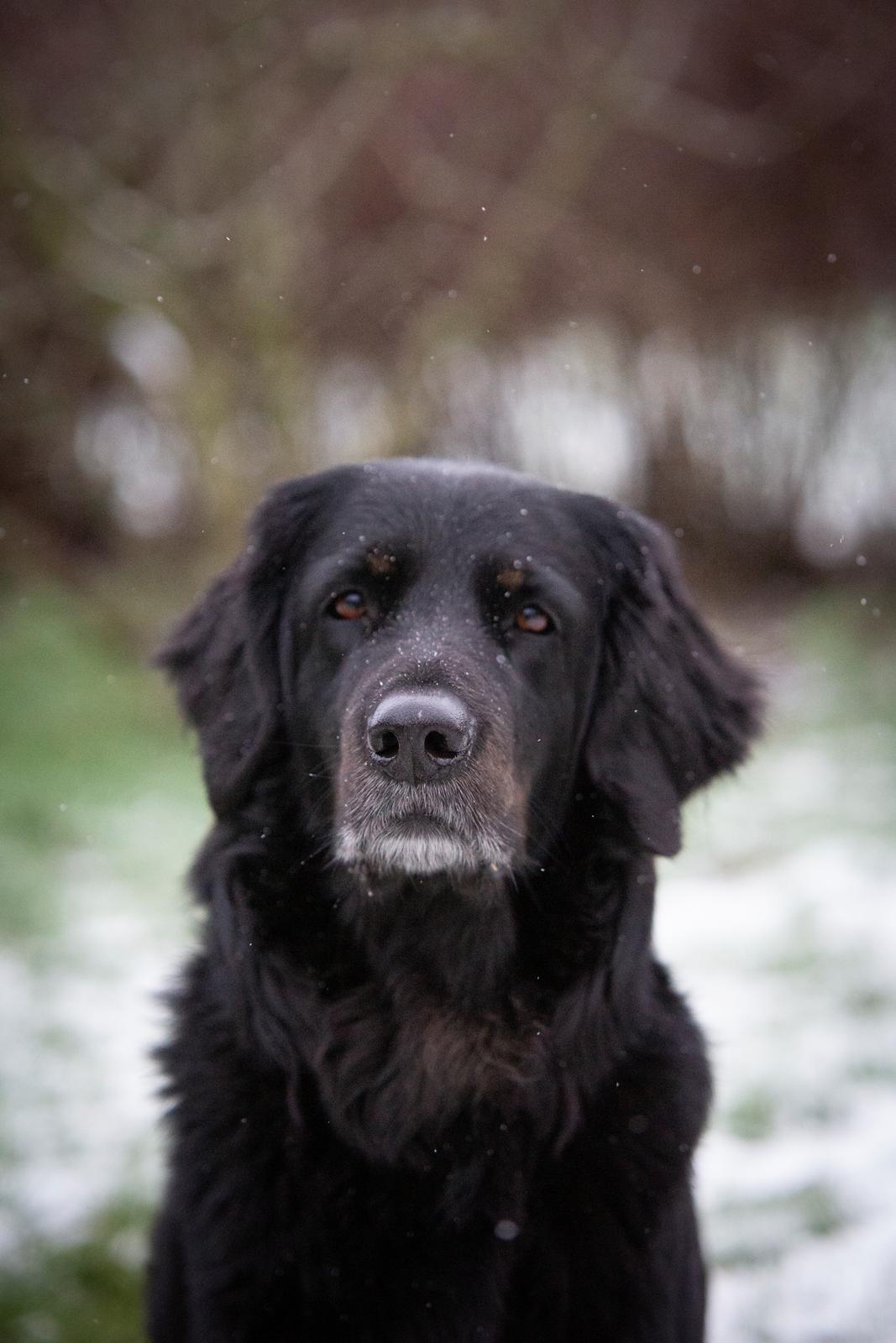 Hovawart Juno - 6 januar 2021 billede 12