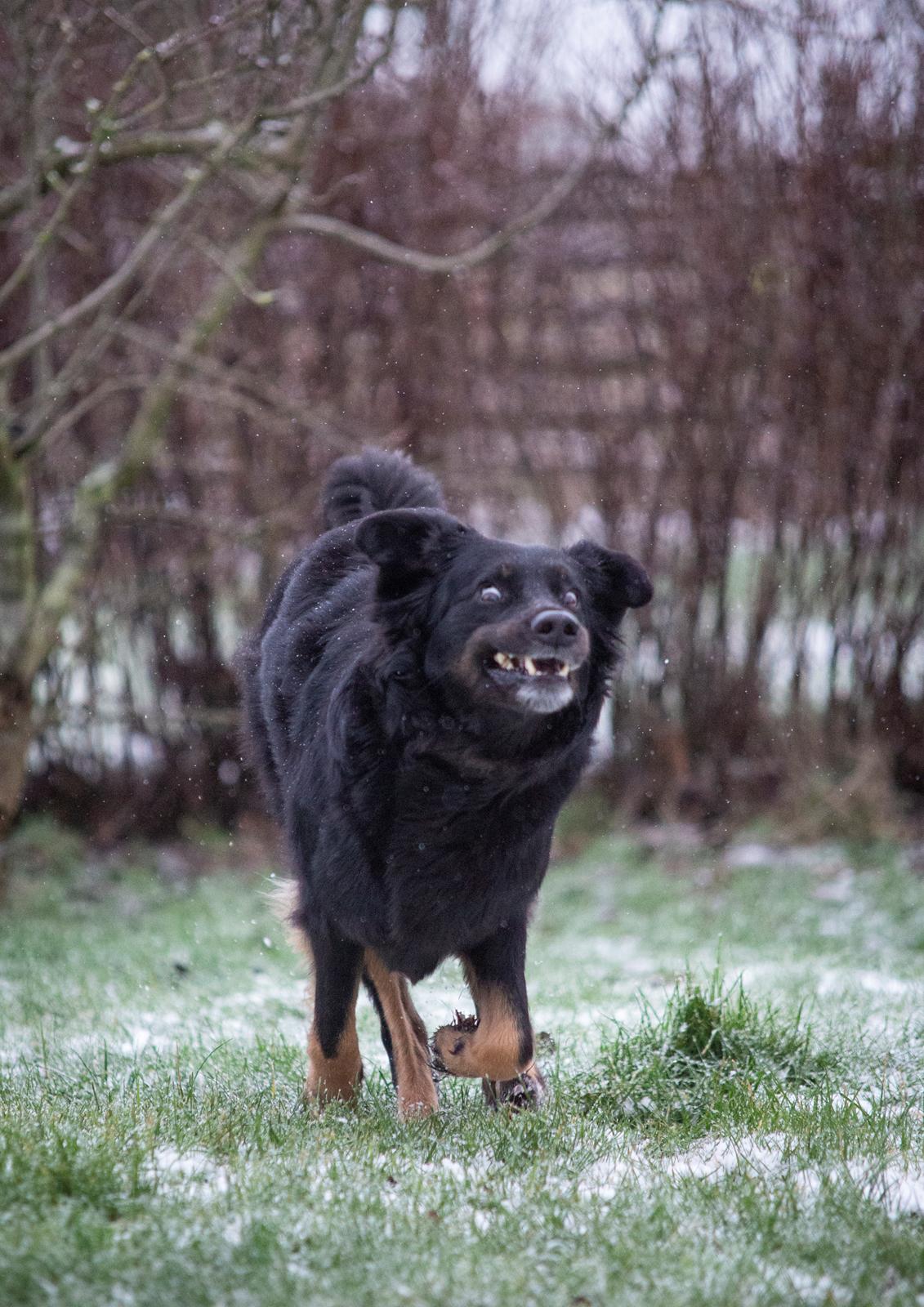 Hovawart Juno - 6 januar 2021 - skøre hund :D  billede 21