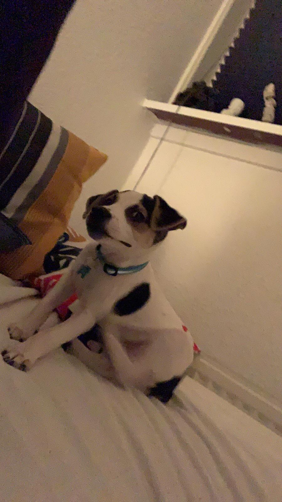 Dansk svensk gaardhund Milo billede 4