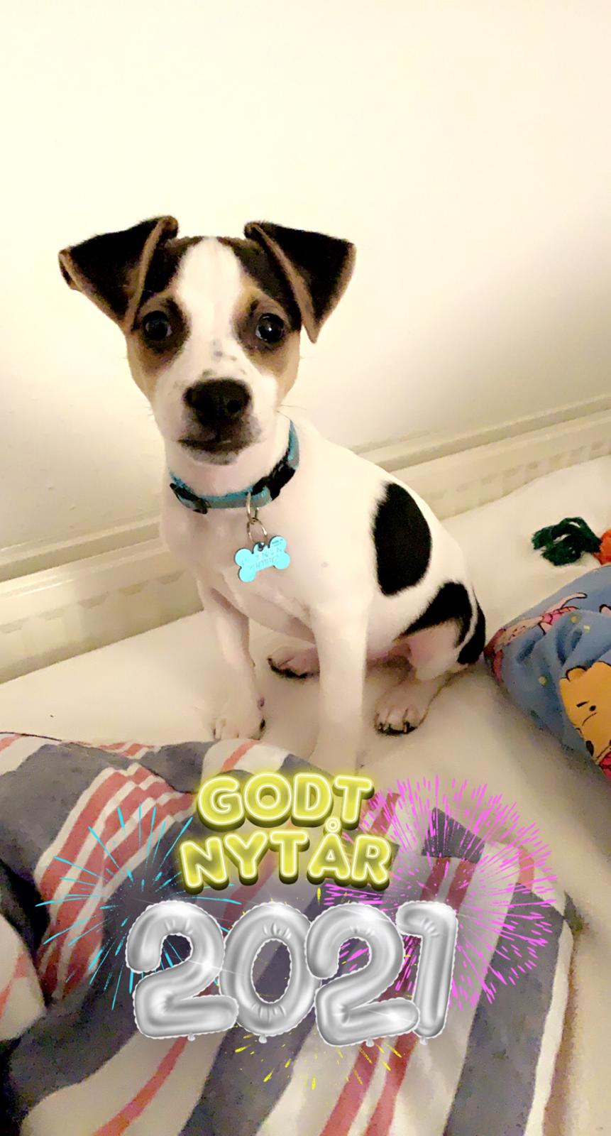 Dansk svensk gaardhund Milo billede 5