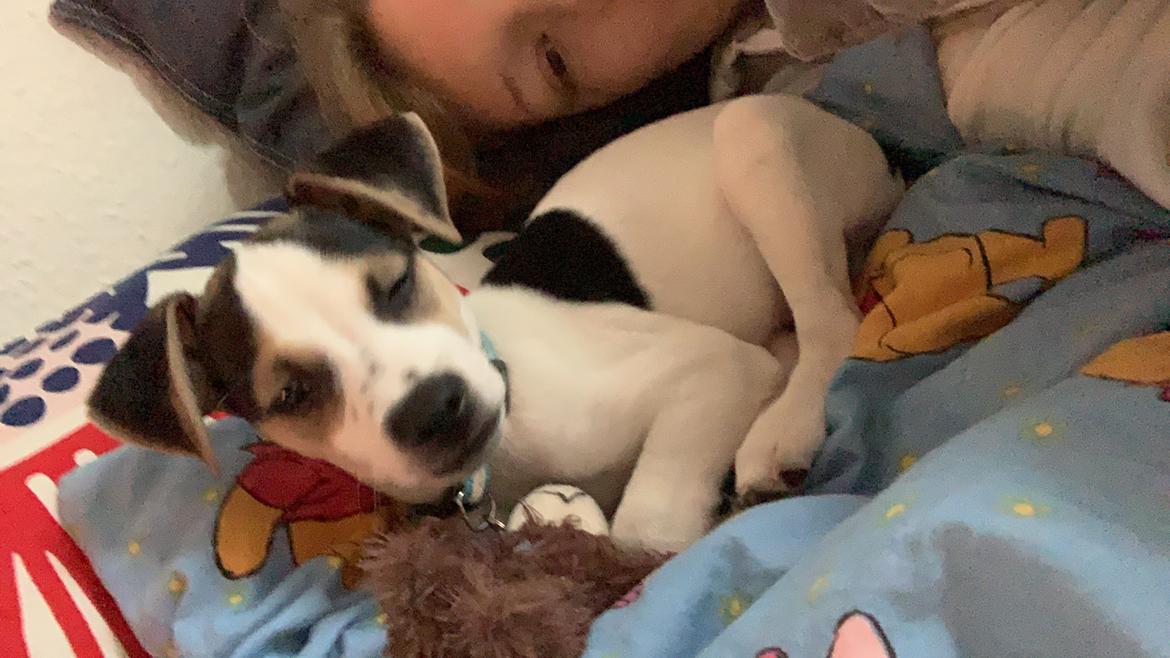 Dansk svensk gaardhund Milo billede 7