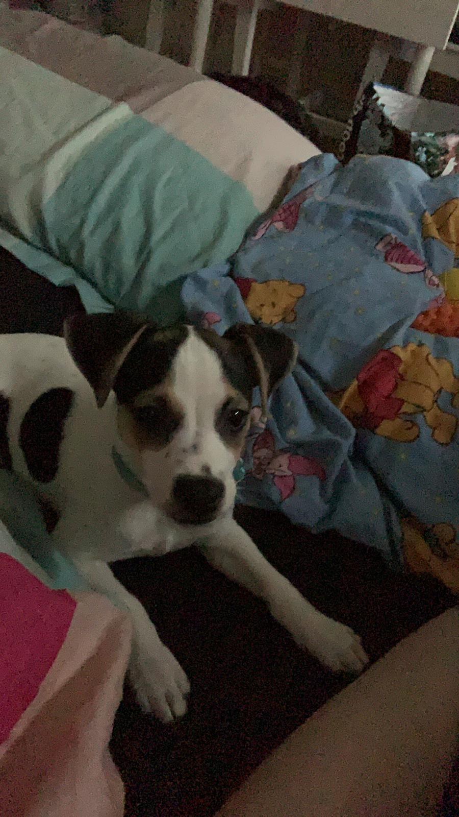 Dansk svensk gaardhund Milo billede 9