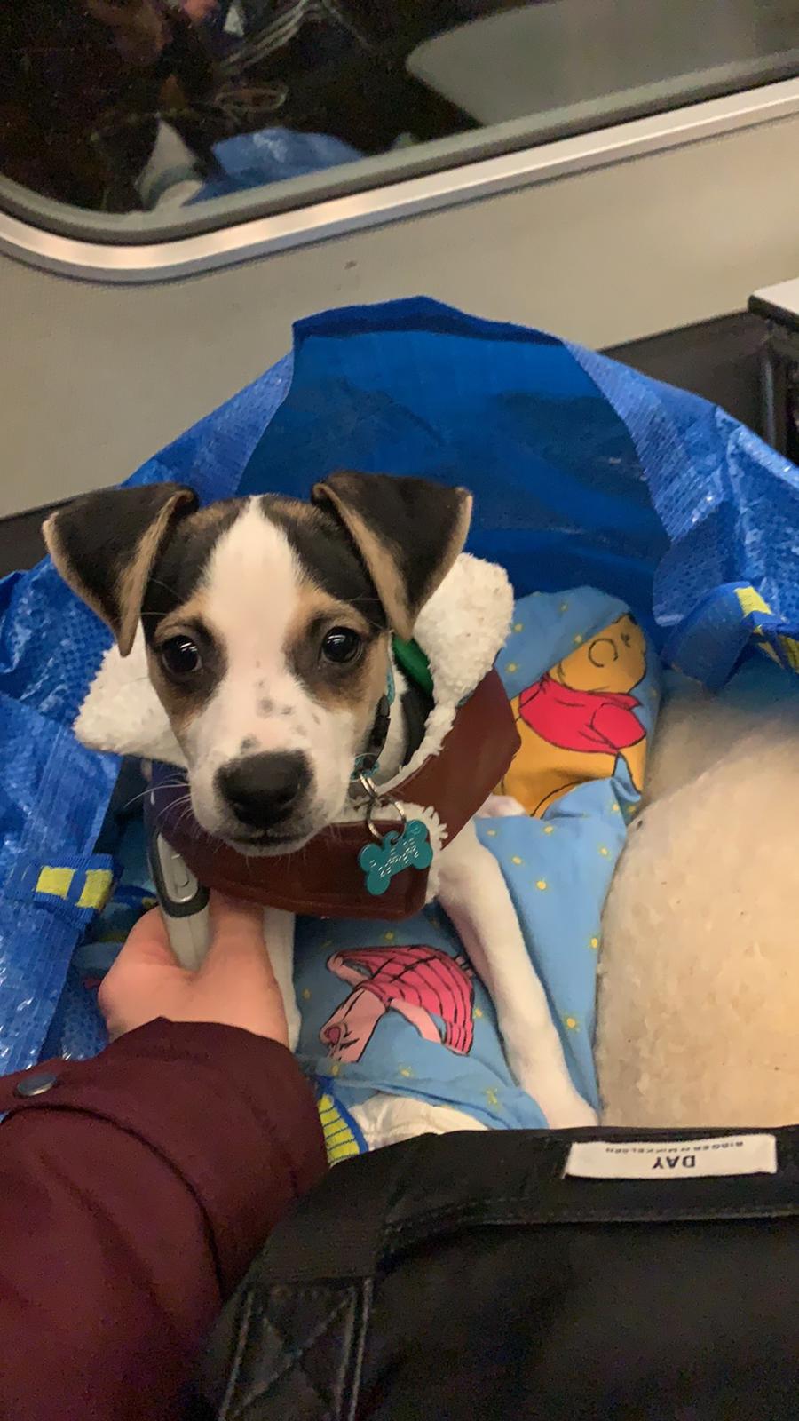 Dansk svensk gaardhund Milo billede 15