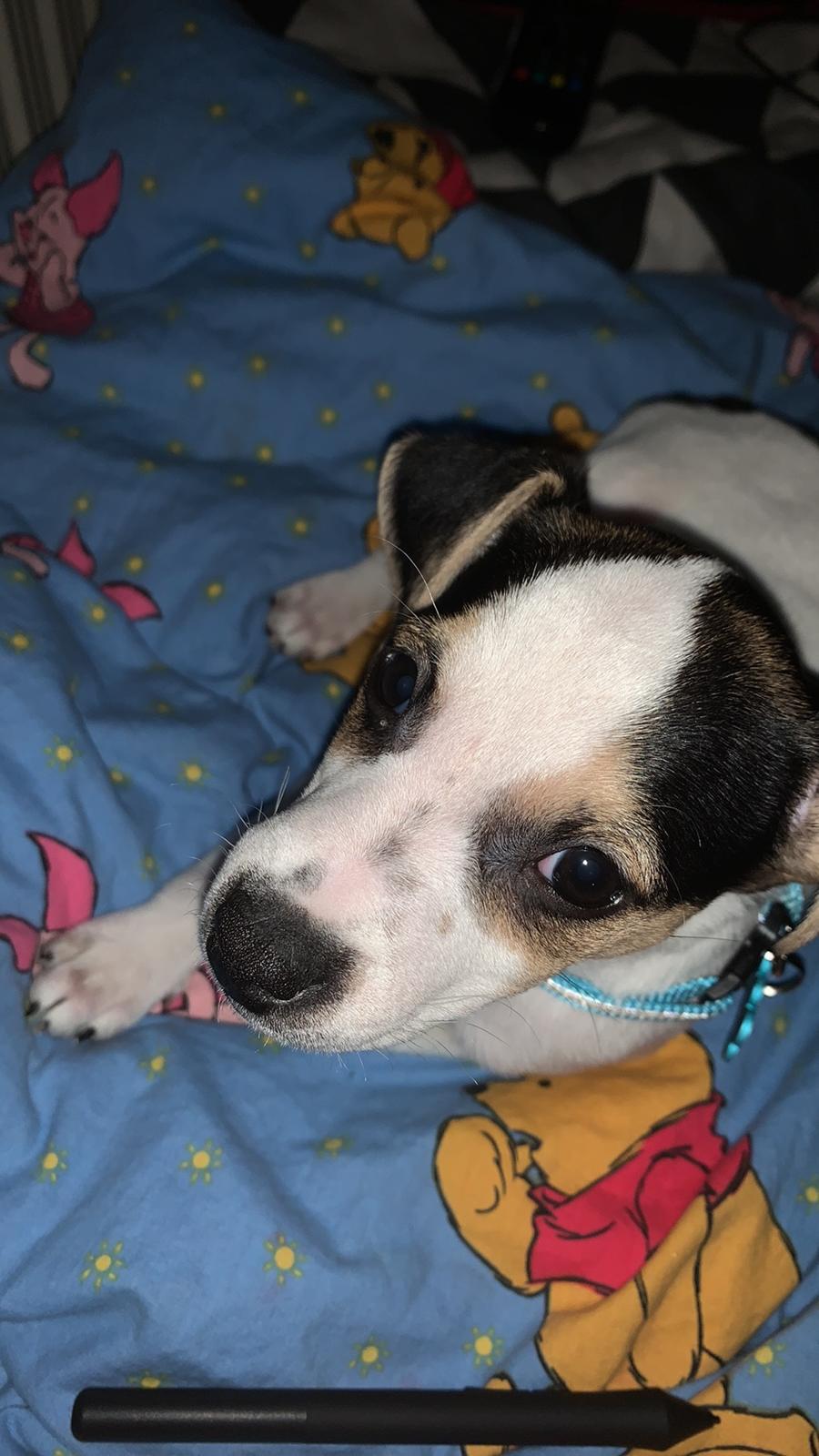 Dansk svensk gaardhund Milo billede 18