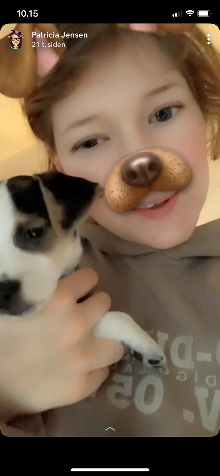 Dansk svensk gaardhund Milo billede 21