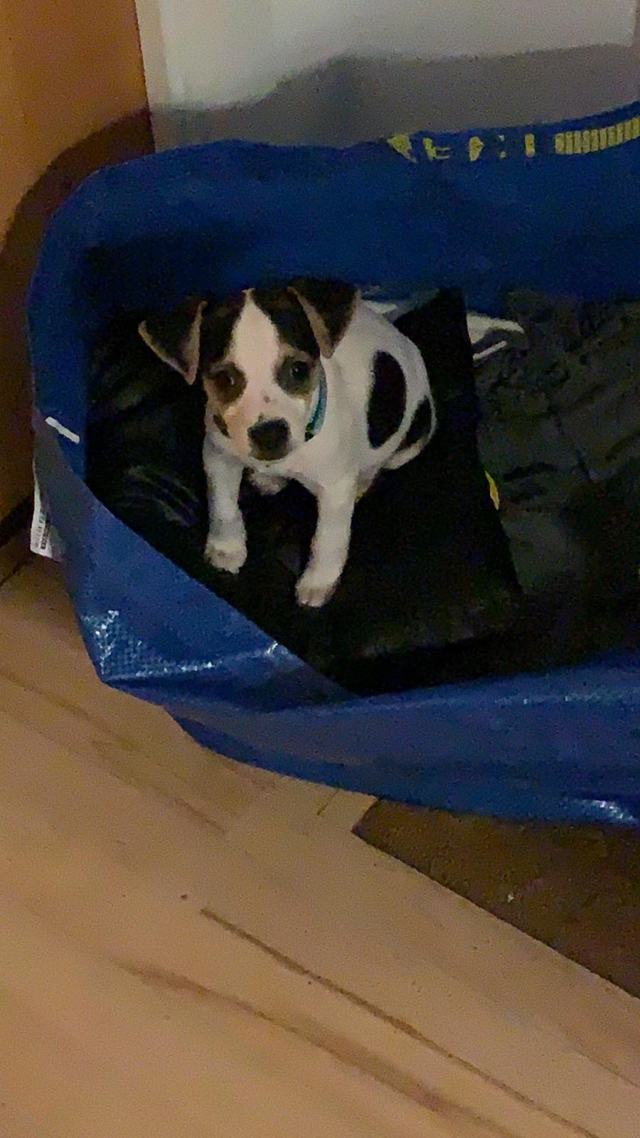 Dansk svensk gaardhund Milo billede 27