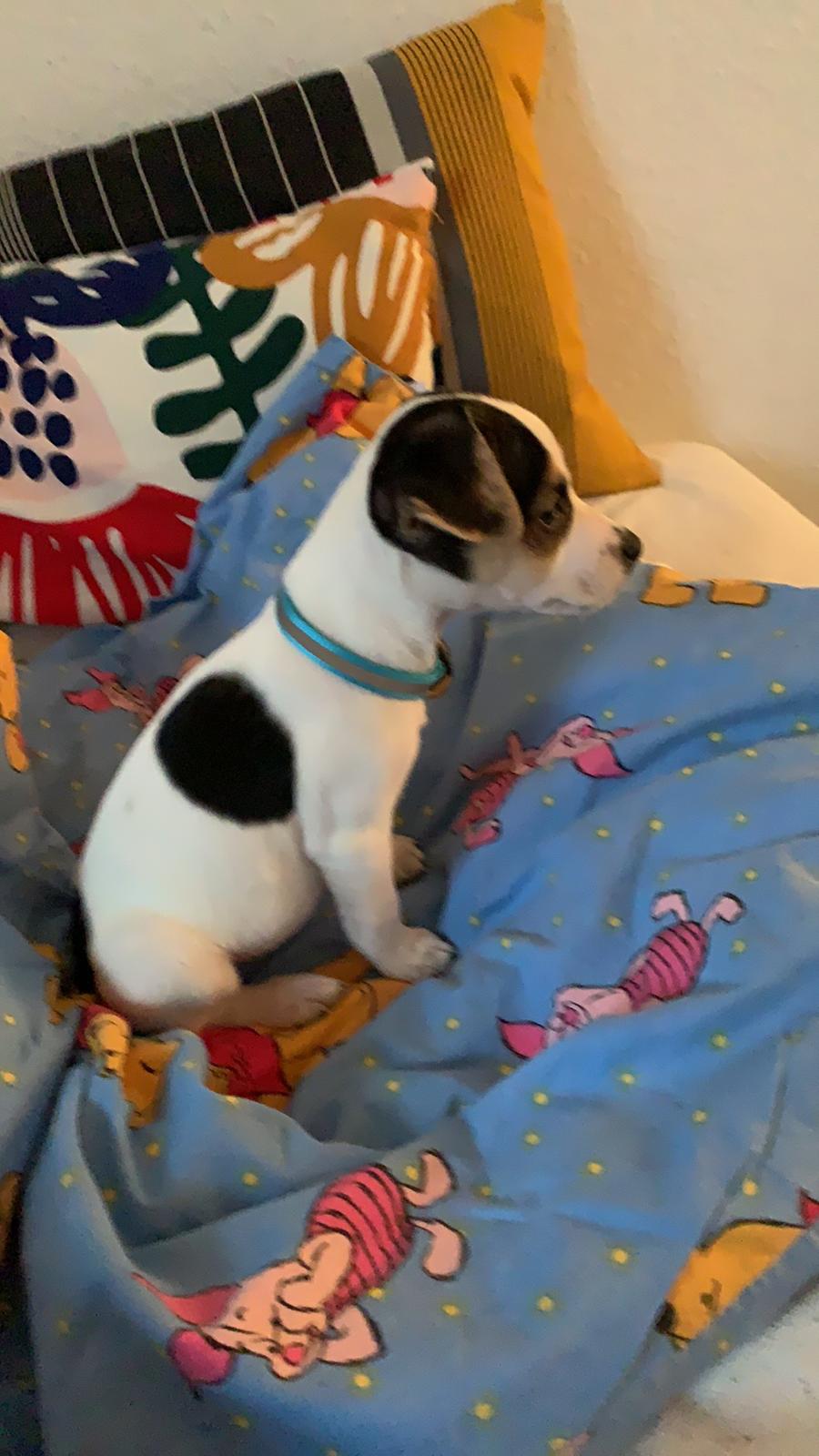 Dansk svensk gaardhund Milo billede 28