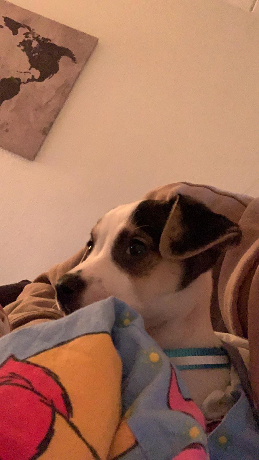 Dansk svensk gaardhund Milo billede 29