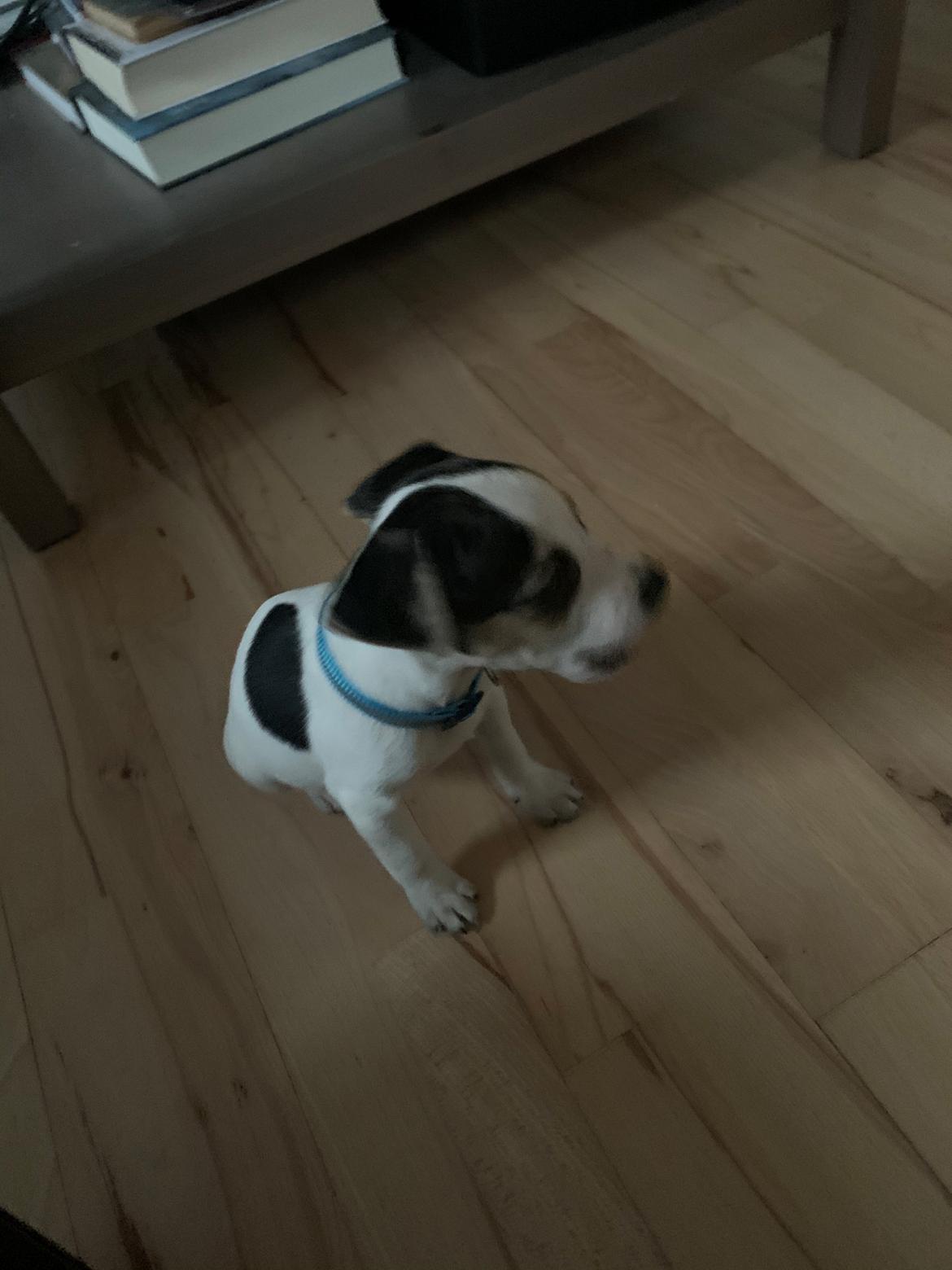 Dansk svensk gaardhund Milo billede 31