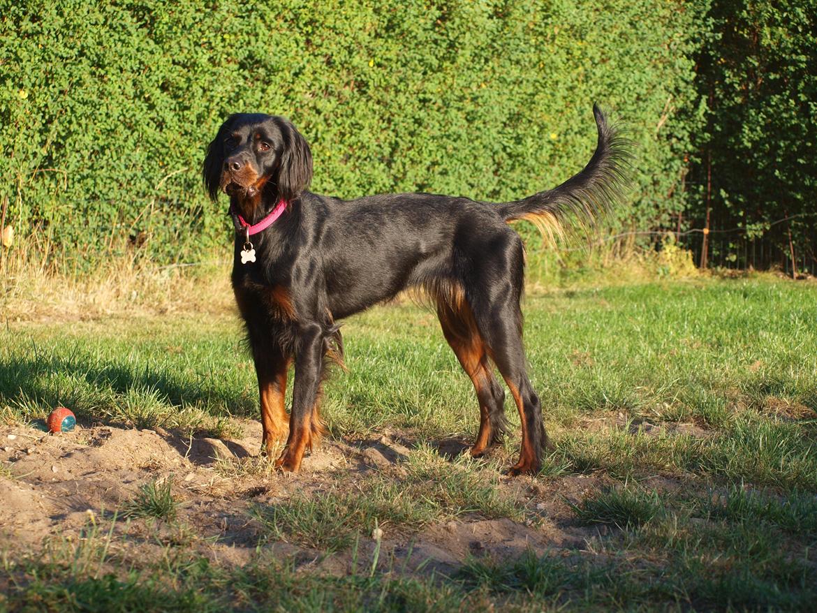 Gordon setter Syd åens Bianca billede 22
