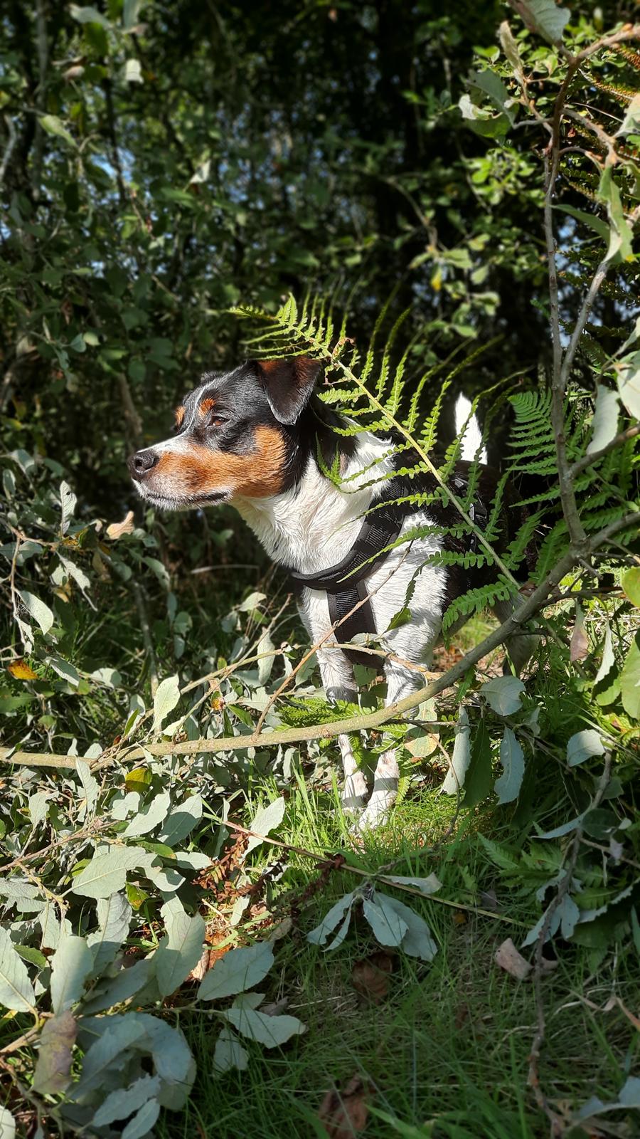 Dansk svensk gaardhund JUX billede 1