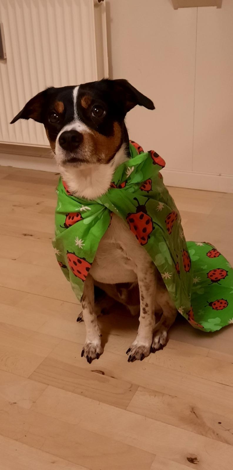 Dansk svensk gaardhund JUX billede 4