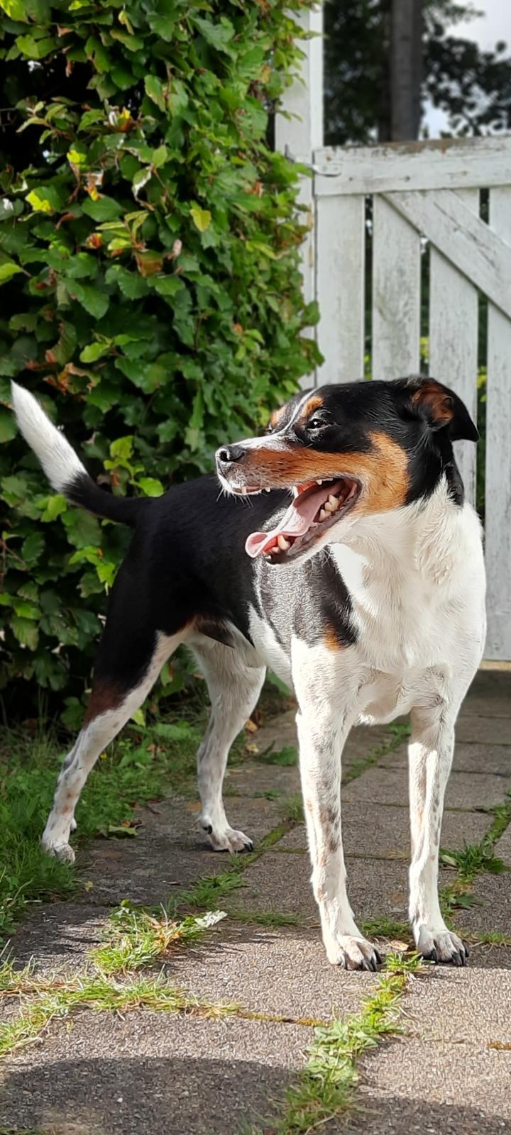 Dansk svensk gaardhund JUX billede 6