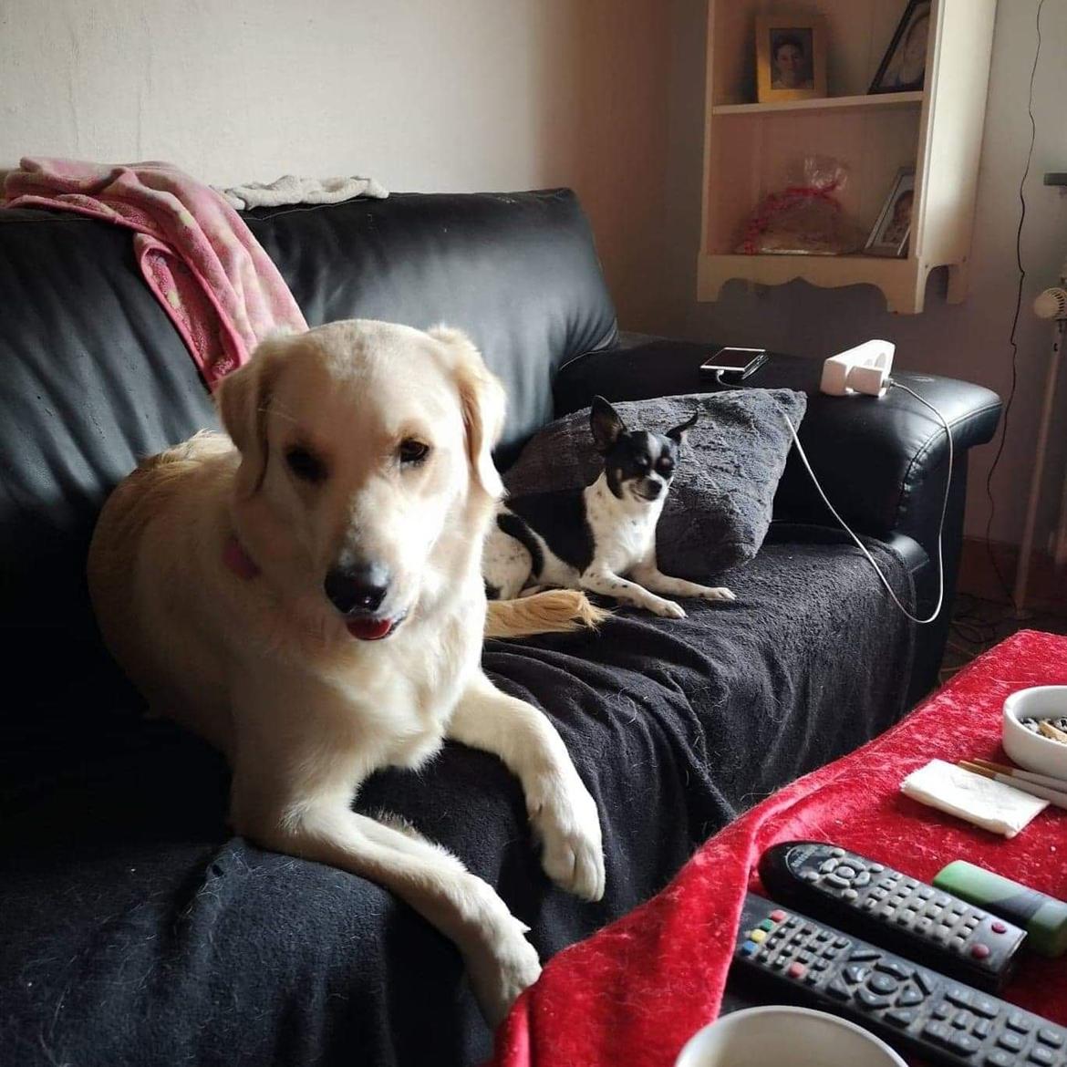 Blanding af racer Sofie billede 8