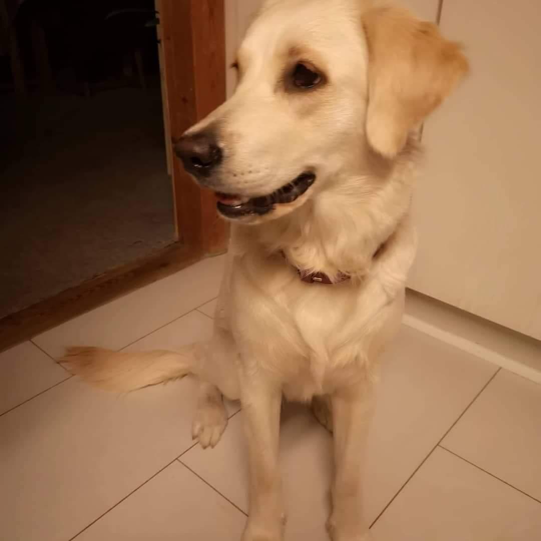 Blanding af racer Sofie billede 7