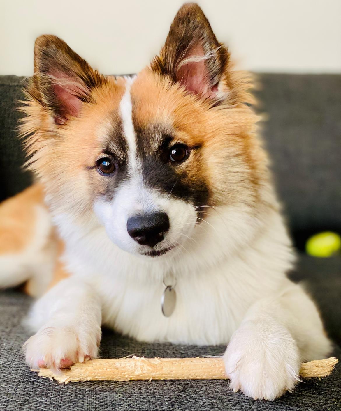 Islandsk fårehund Loki billede 5