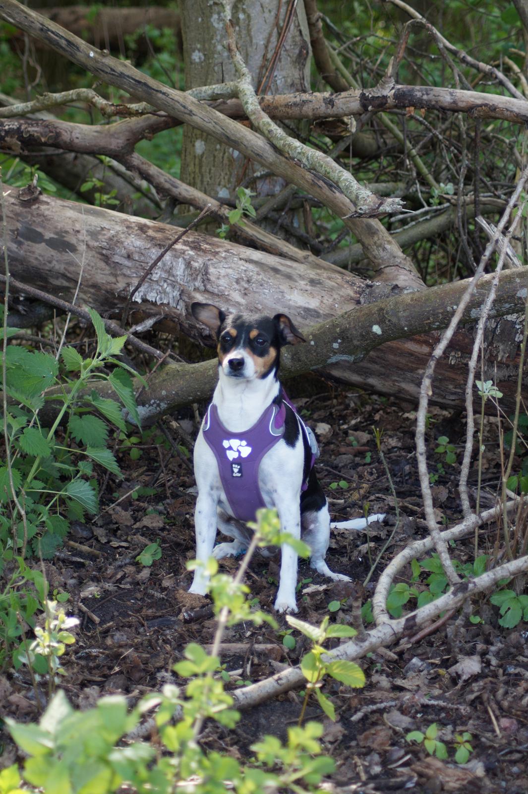 Dansk svensk gaardhund Laika billede 1