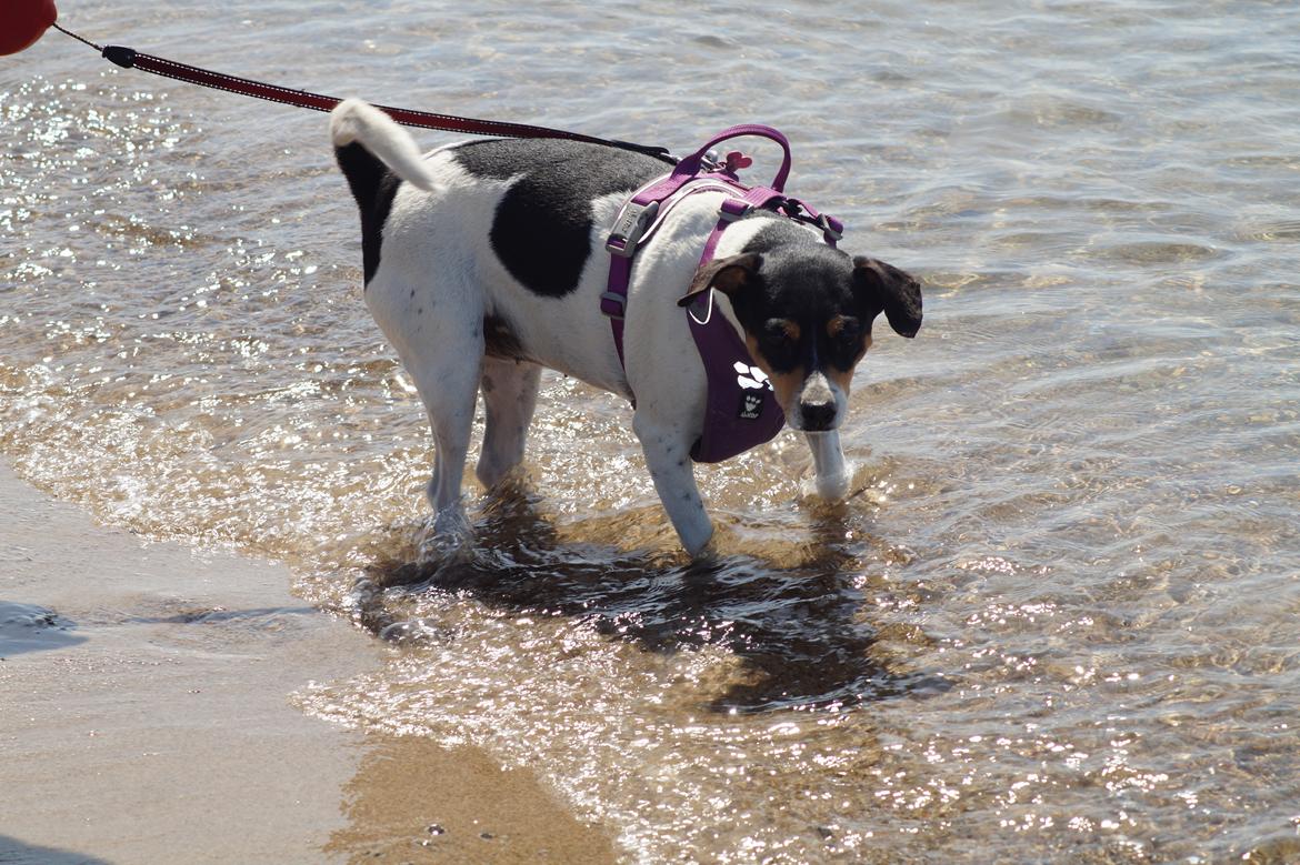 Dansk svensk gaardhund Laika billede 3