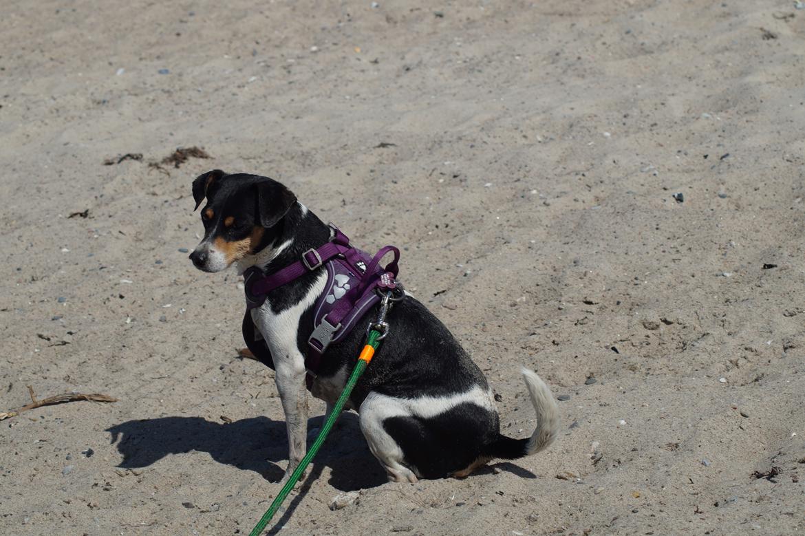 Dansk svensk gaardhund Laika billede 5