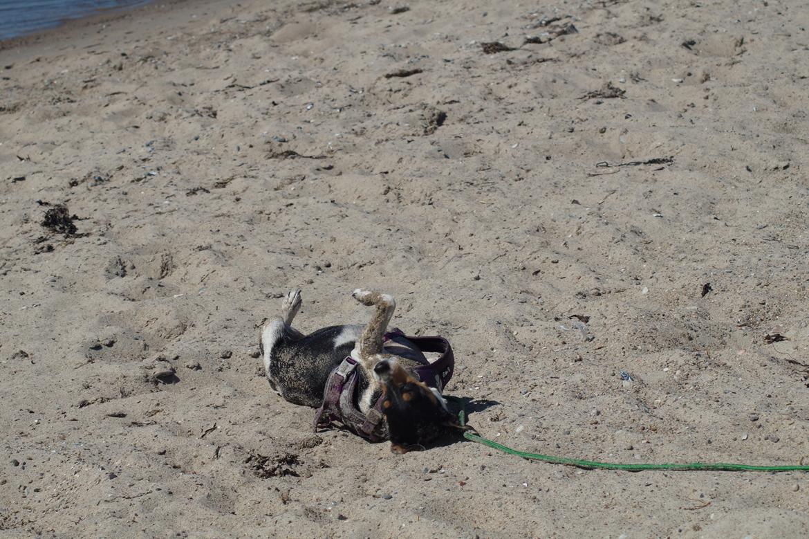 Dansk svensk gaardhund Laika billede 6