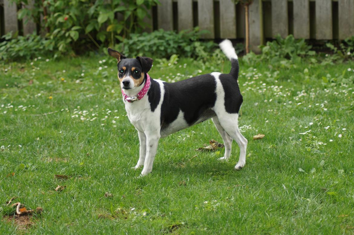 Dansk svensk gaardhund Laika billede 7