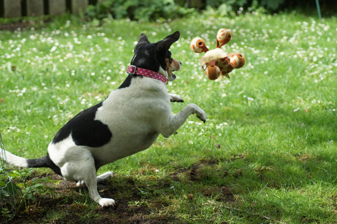 Dansk svensk gaardhund Laika billede 8