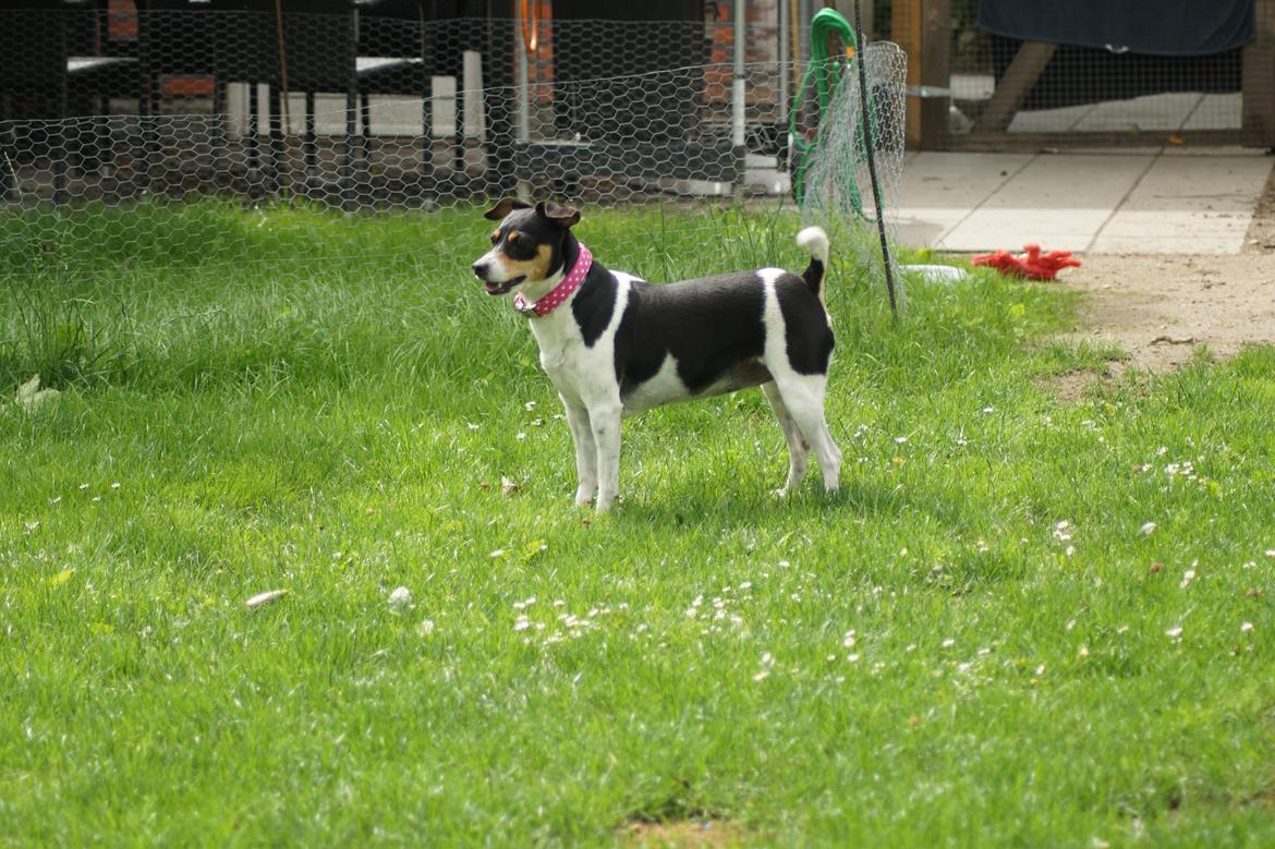 Dansk svensk gaardhund Laika billede 9