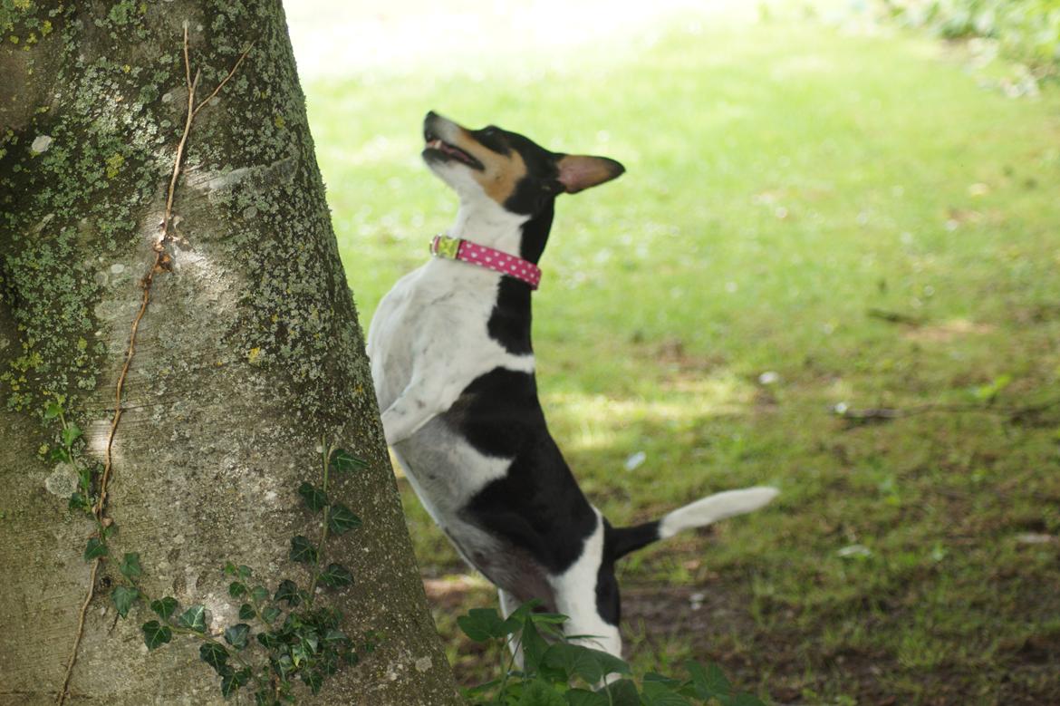 Dansk svensk gaardhund Laika billede 10