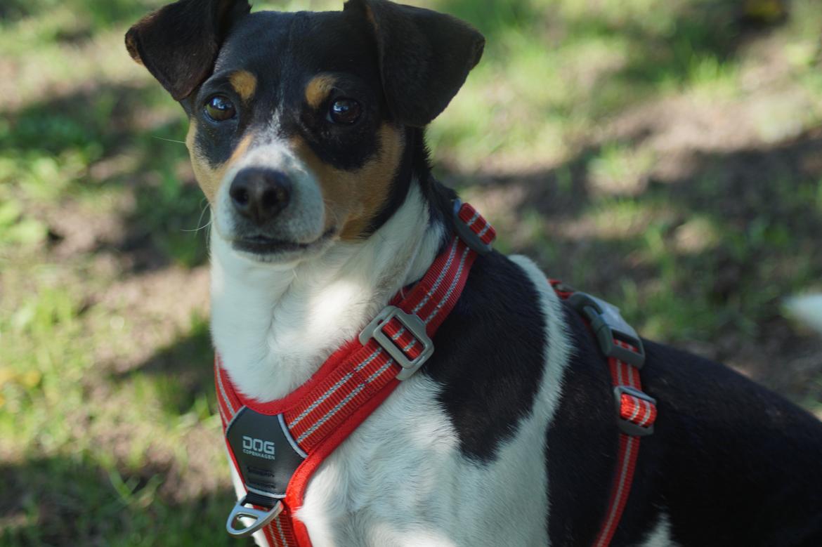 Dansk svensk gaardhund Laika billede 11