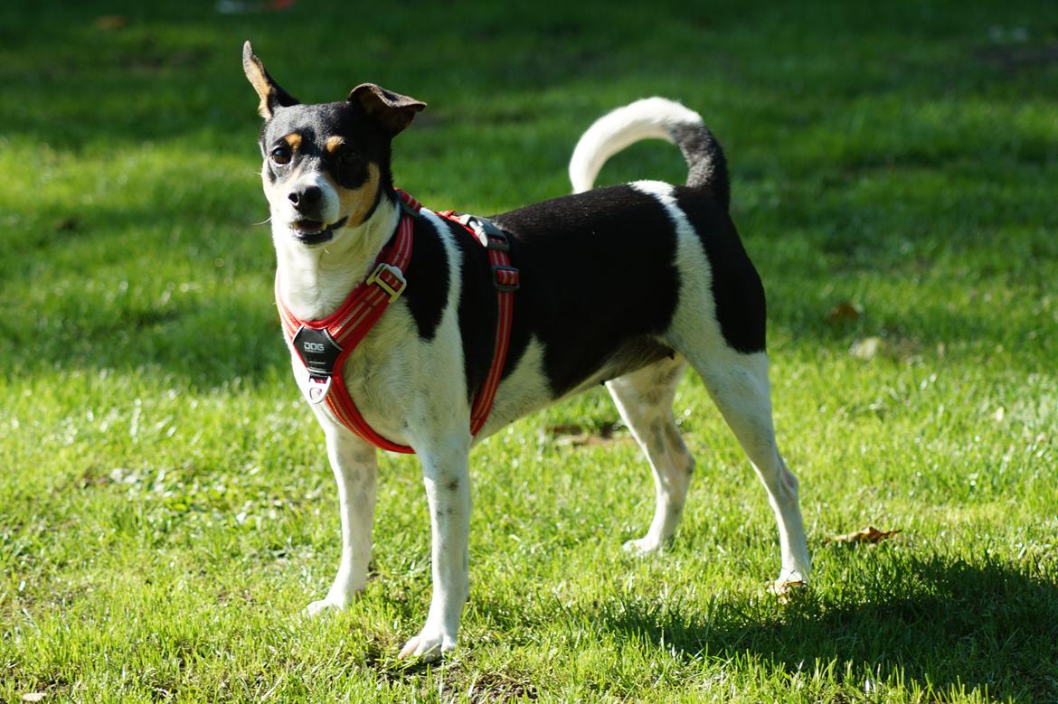 Dansk svensk gaardhund Laika billede 12