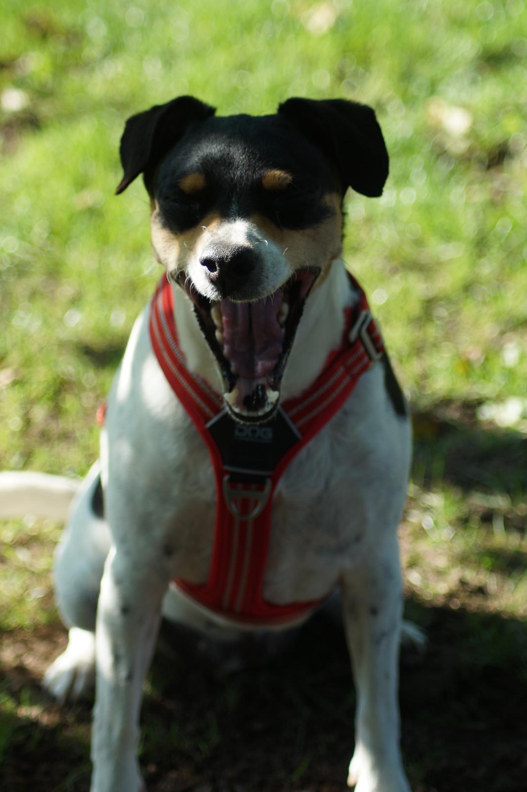 Dansk svensk gaardhund Laika billede 14