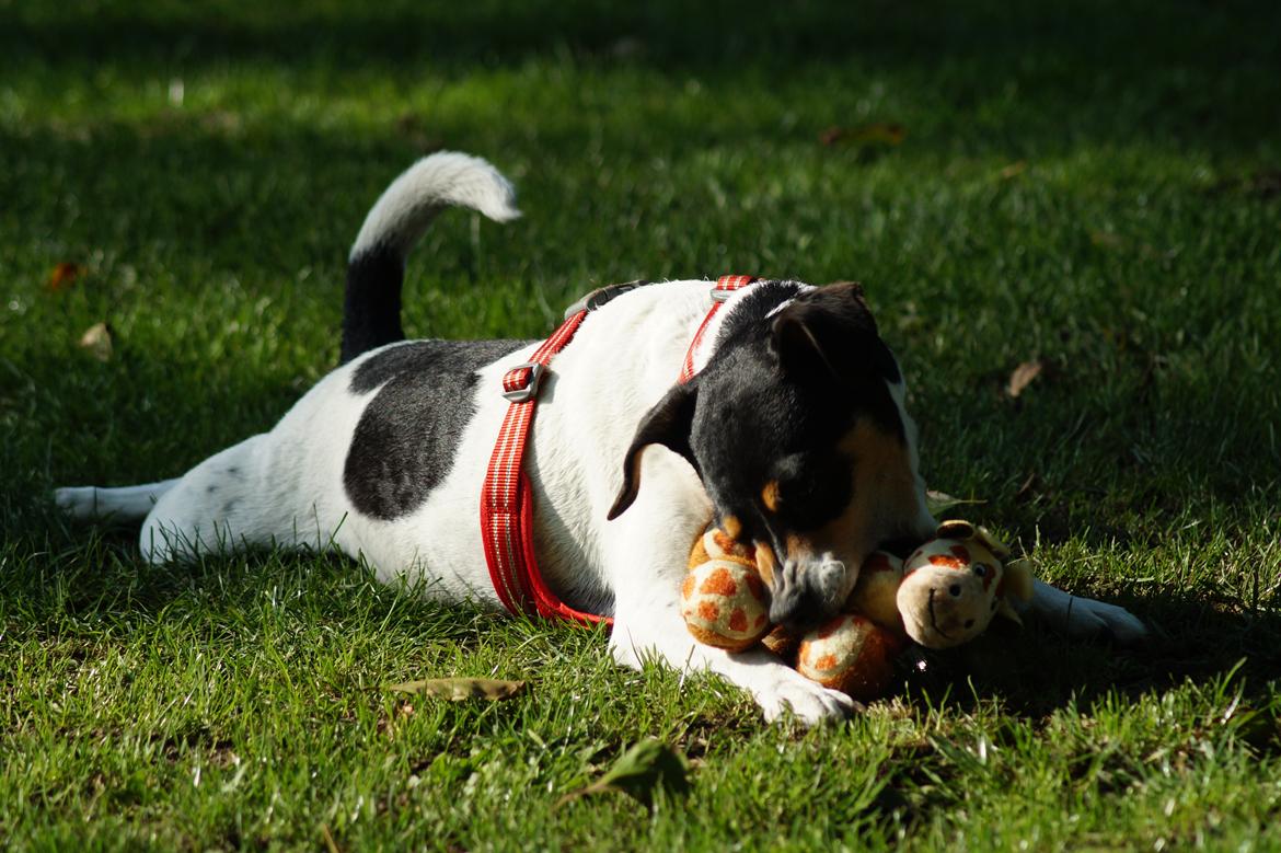 Dansk svensk gaardhund Laika billede 15
