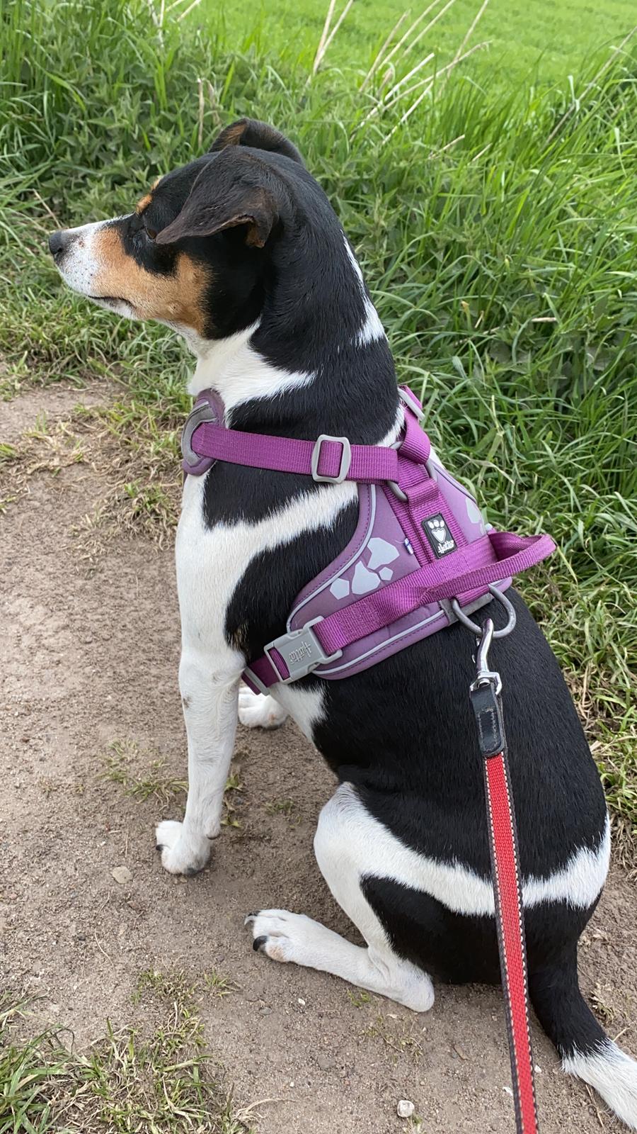 Dansk svensk gaardhund Laika billede 18