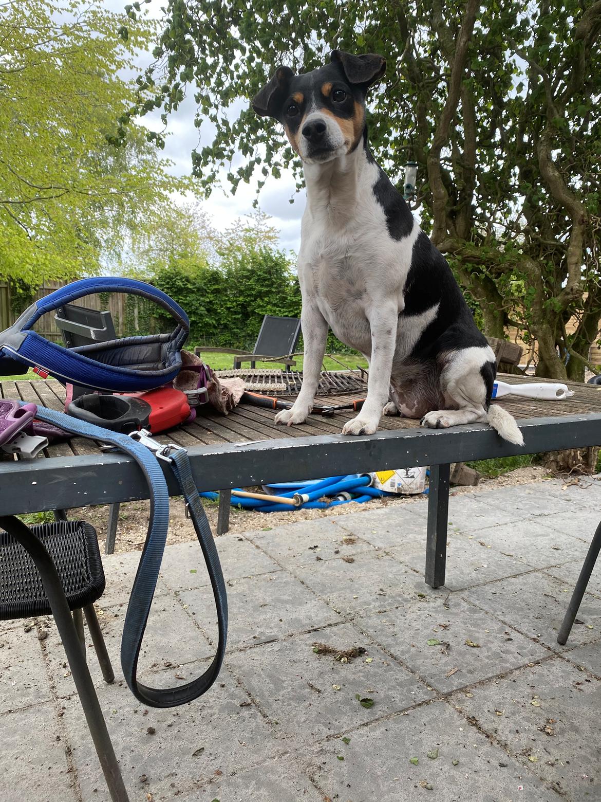 Dansk svensk gaardhund Laika billede 19