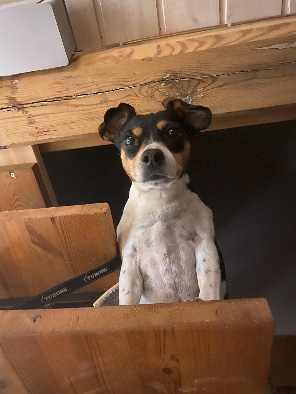 Dansk svensk gaardhund Laika billede 23