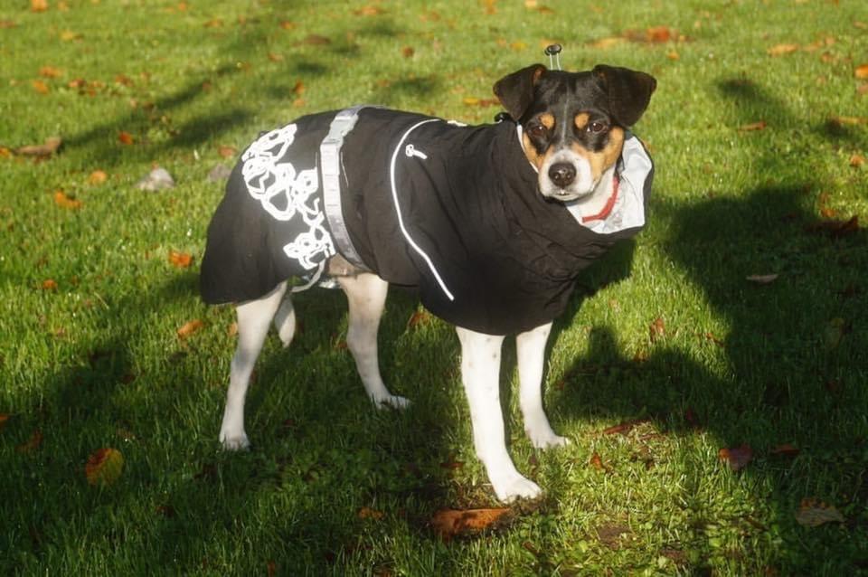 Dansk svensk gaardhund Laika billede 26