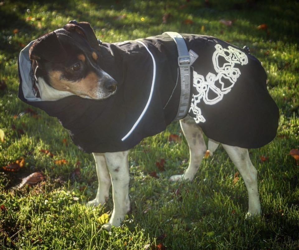 Dansk svensk gaardhund Laika billede 27