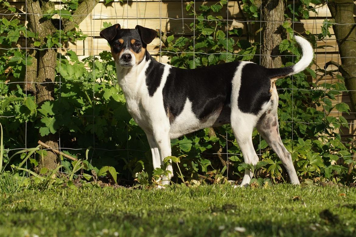 Dansk svensk gaardhund Laika billede 30
