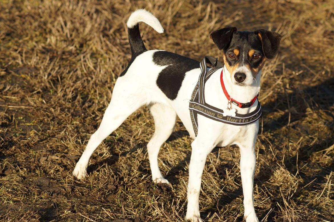 Dansk svensk gaardhund Laika billede 31