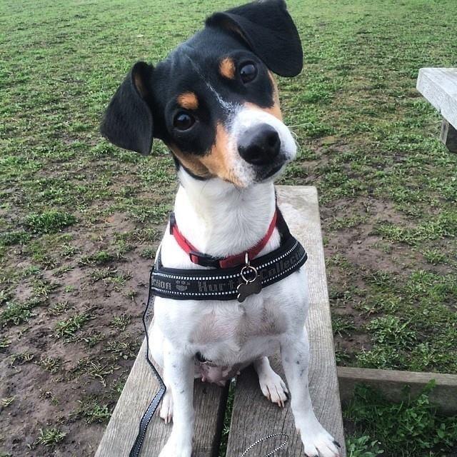 Dansk svensk gaardhund Laika billede 34