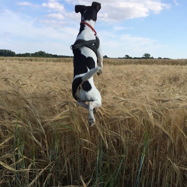 Dansk svensk gaardhund Laika billede 35