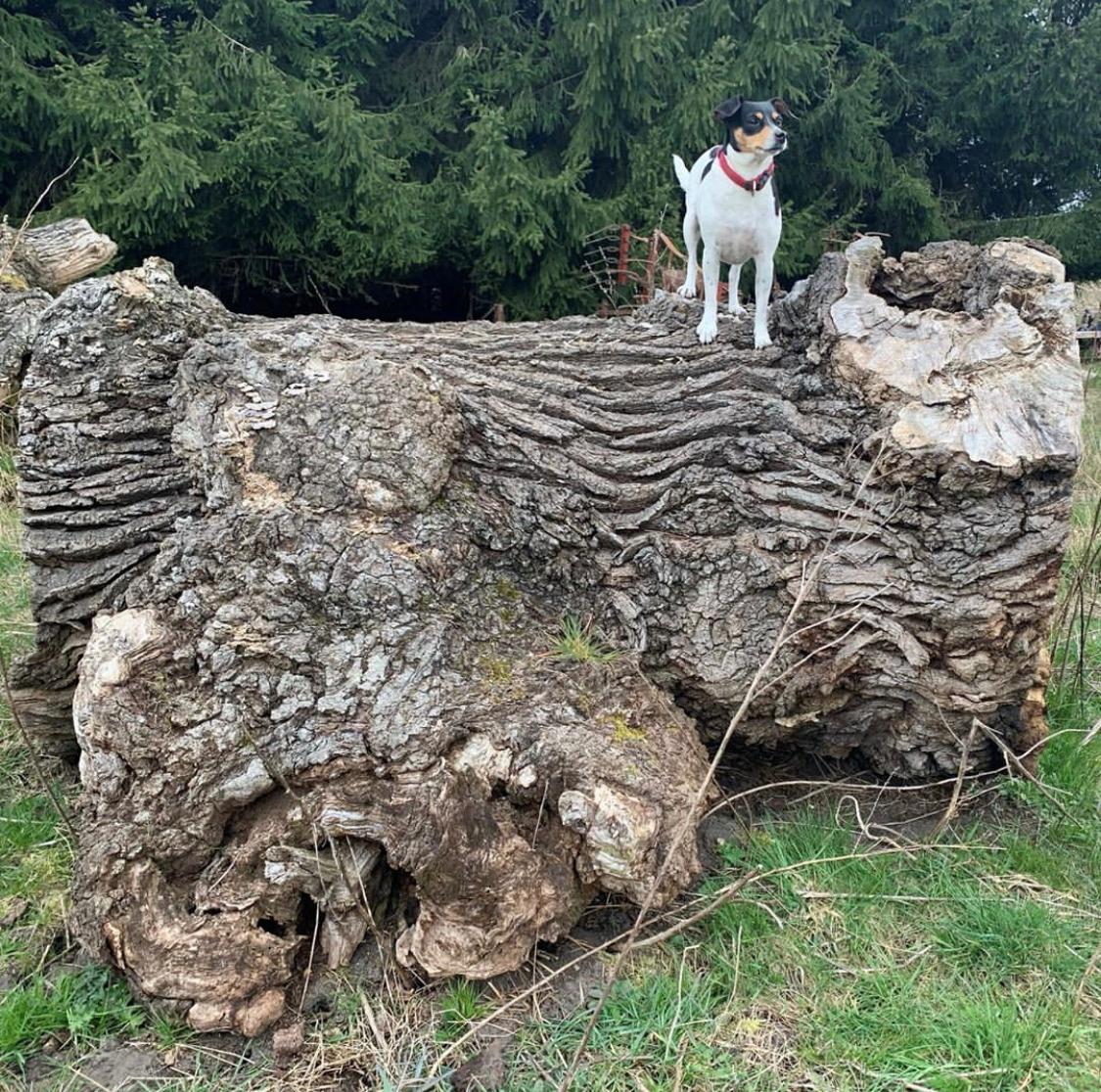 Dansk svensk gaardhund Laika billede 40