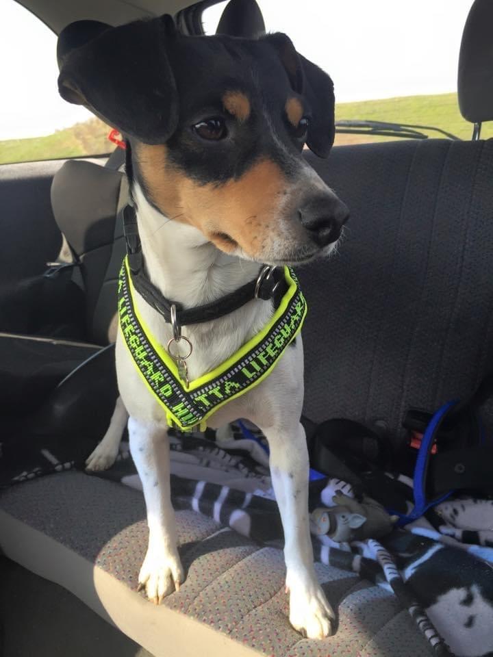 Dansk svensk gaardhund Laika billede 38