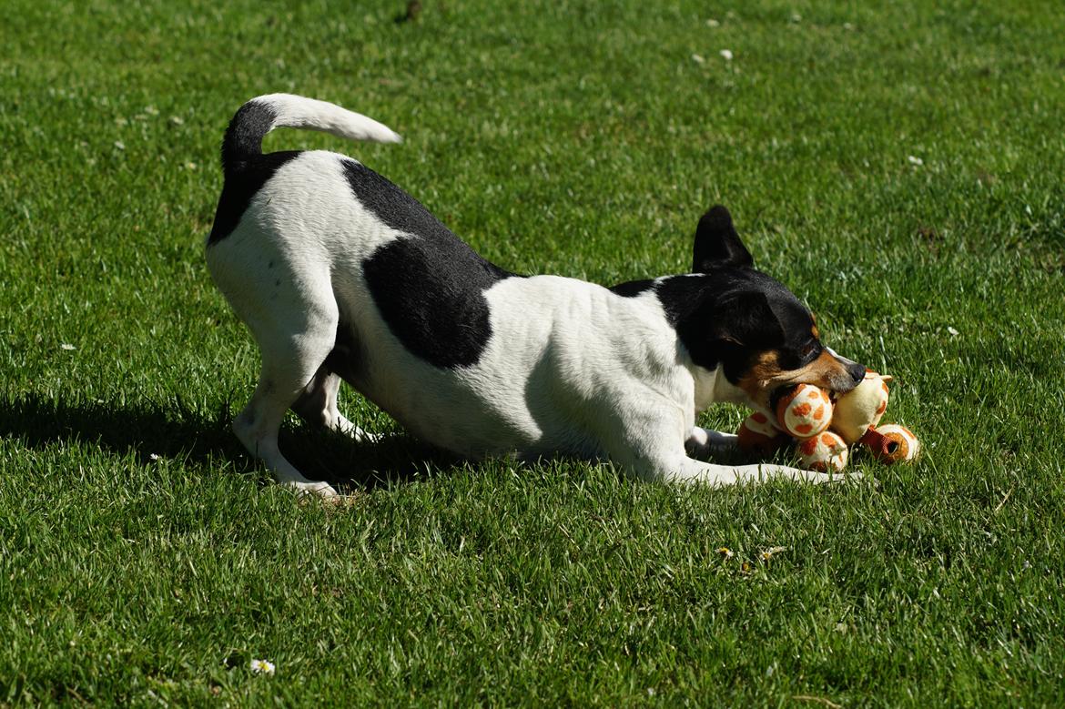 Dansk svensk gaardhund Laika billede 21