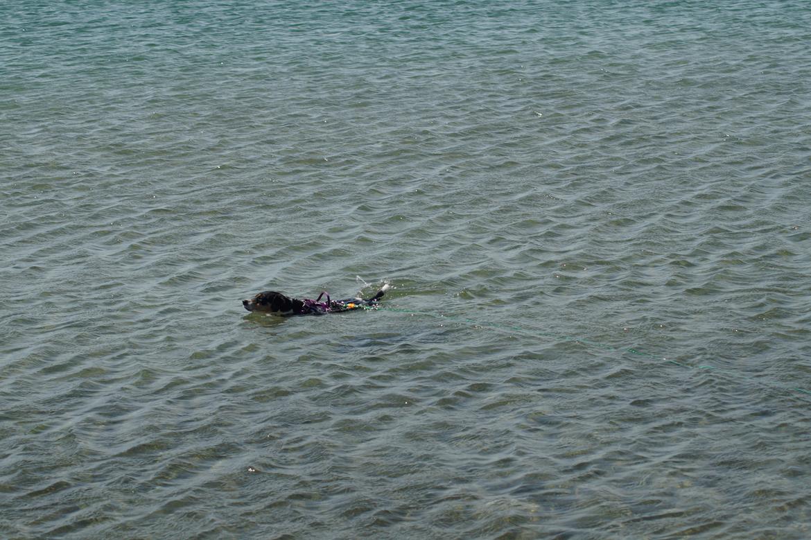 Dansk svensk gaardhund Laika billede 22