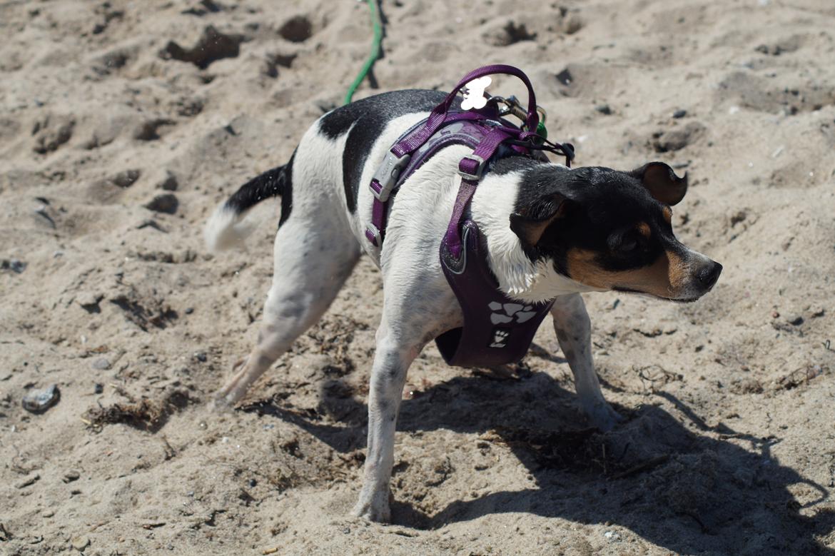Dansk svensk gaardhund Laika billede 24