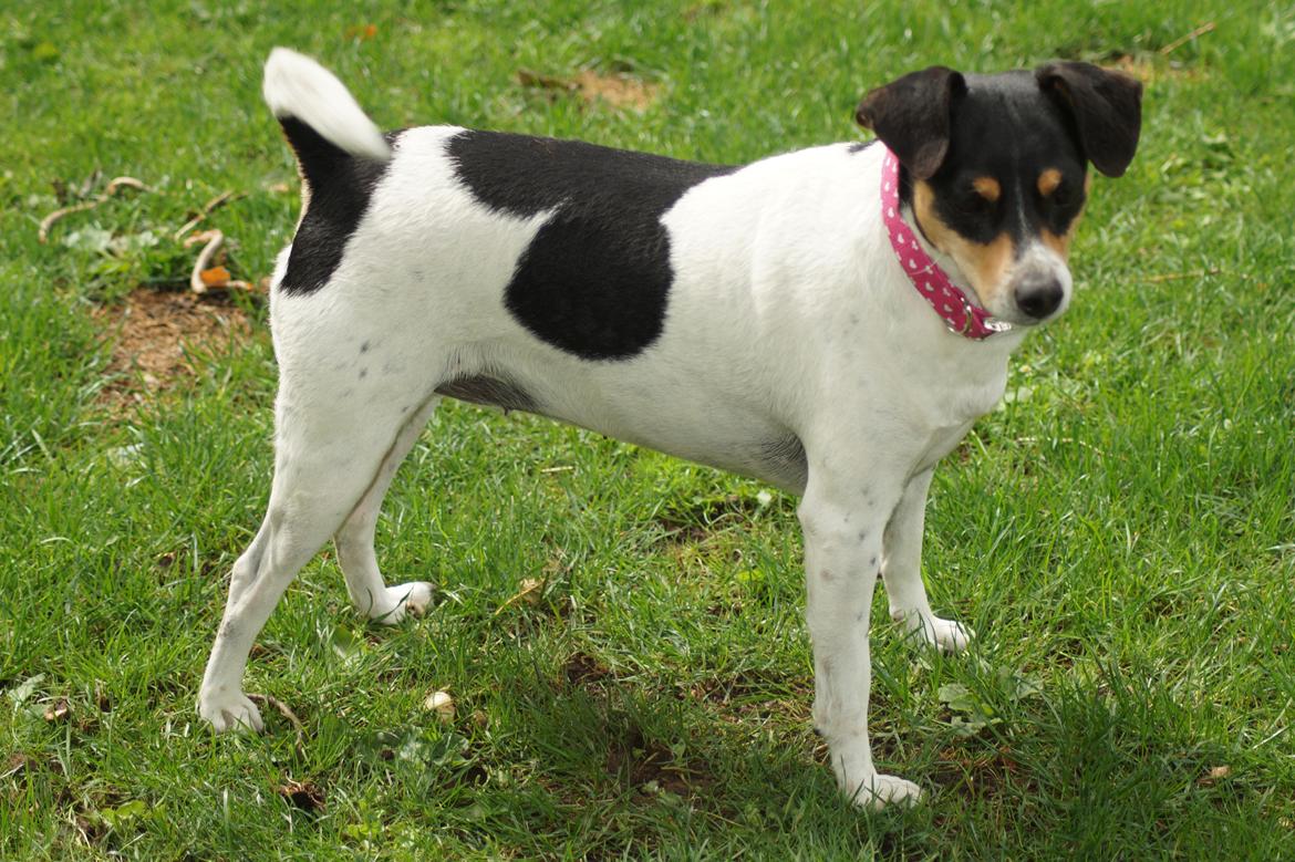 Dansk svensk gaardhund Laika billede 25