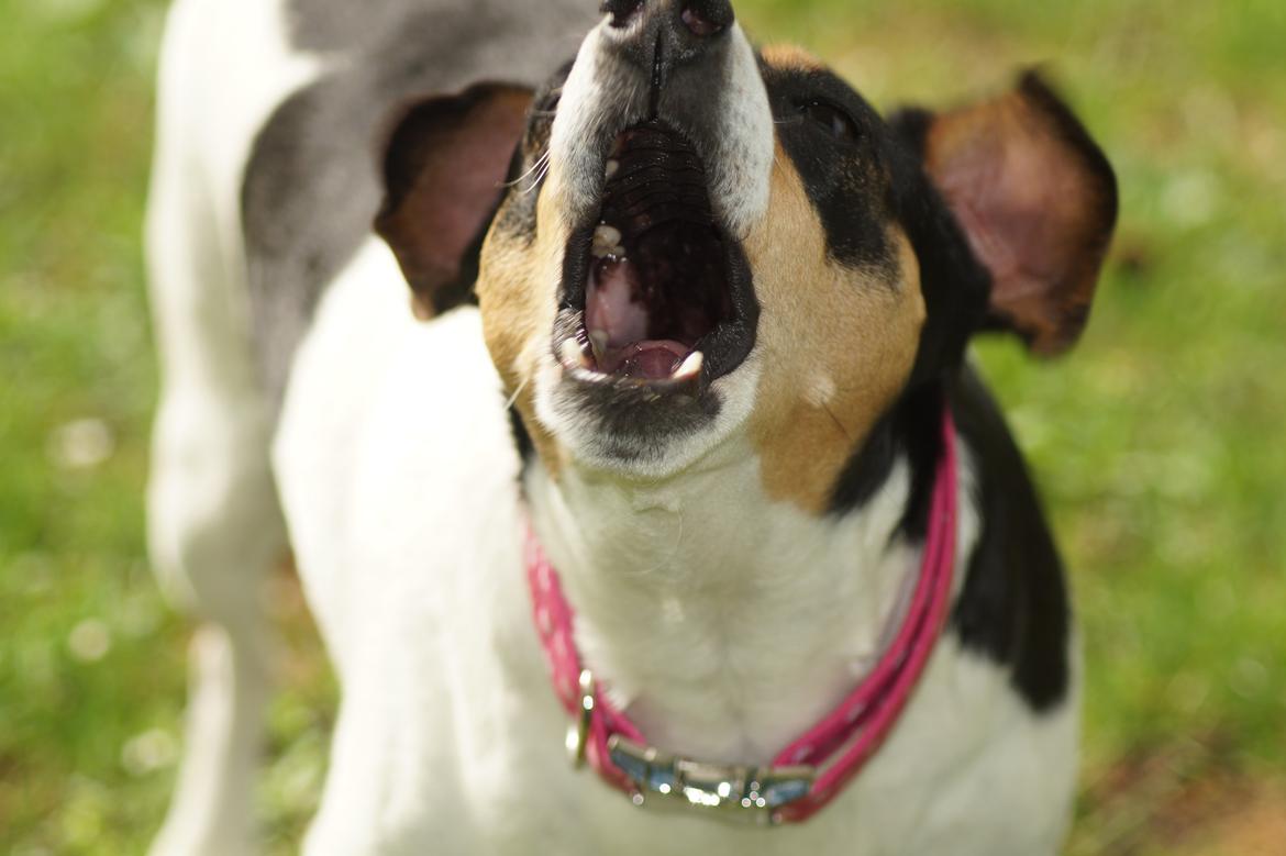 Dansk svensk gaardhund Laika billede 28