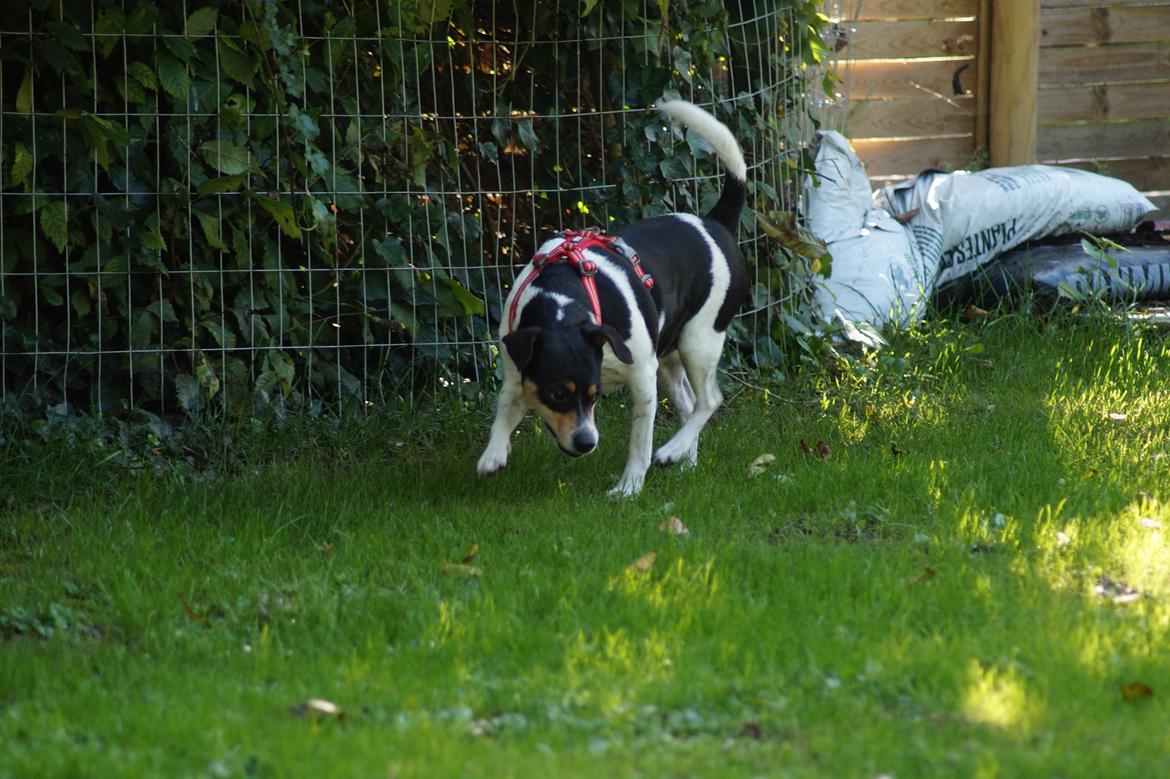 Dansk svensk gaardhund Laika billede 32