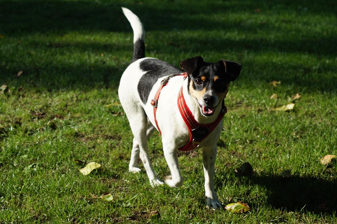 Dansk svensk gaardhund Laika billede 33